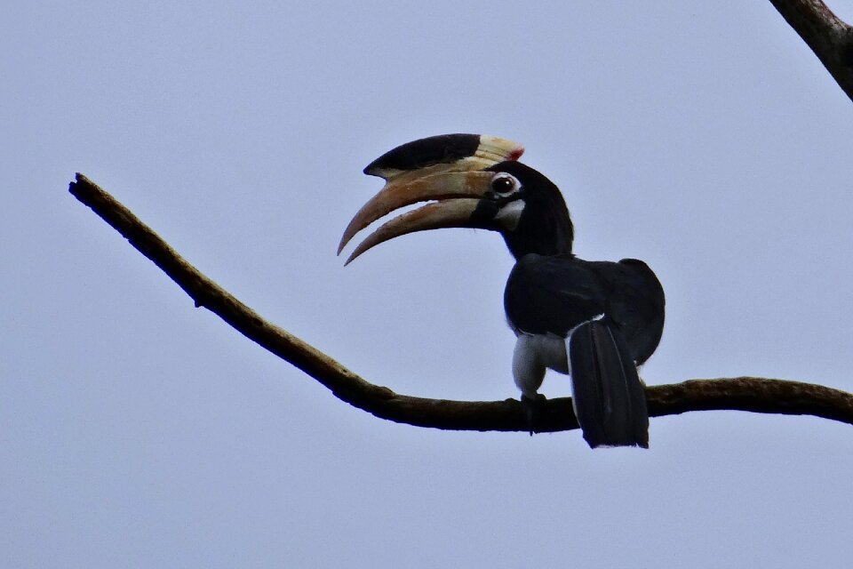 Bird hornbill tropical