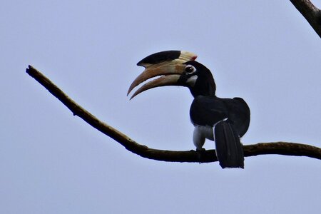 Bird hornbill tropical