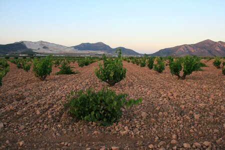 Wine vineyard grapevine