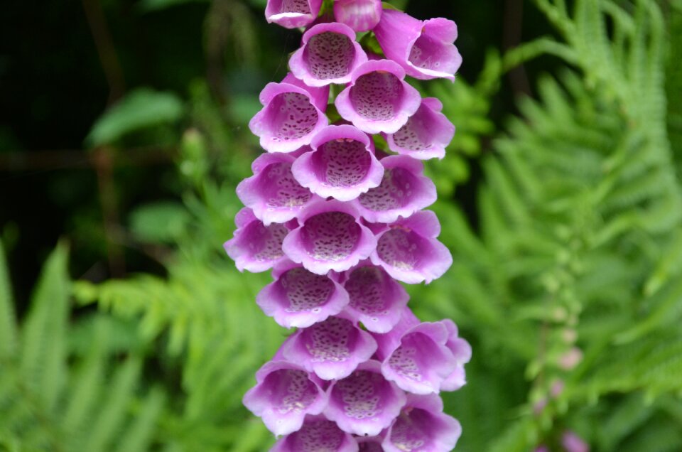 Common foxglove digitalis flowers