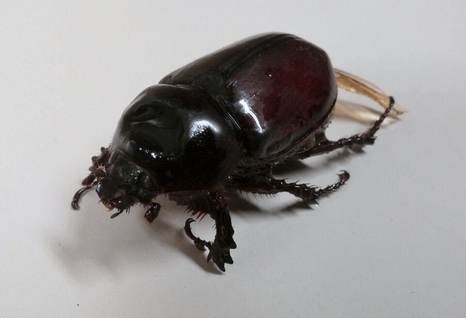 Ox beetle insect bug