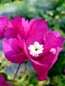 Bloom pink white