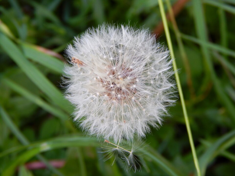 Dandelion nuns Free photos