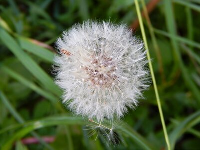 Dandelion nuns Free photos