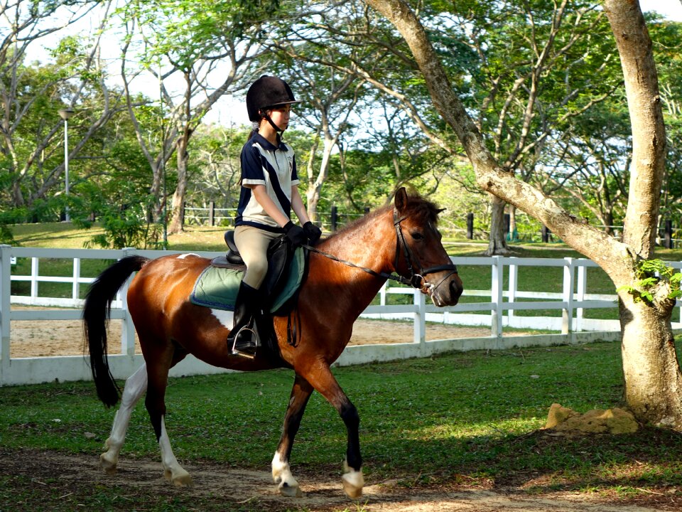 Riding animal nature