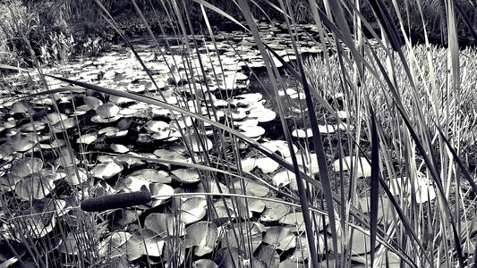 Reed cattail structure