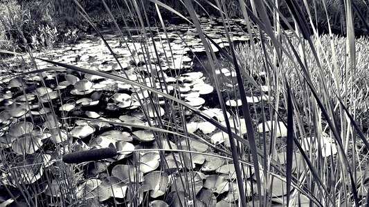 Reed cattail structure photo