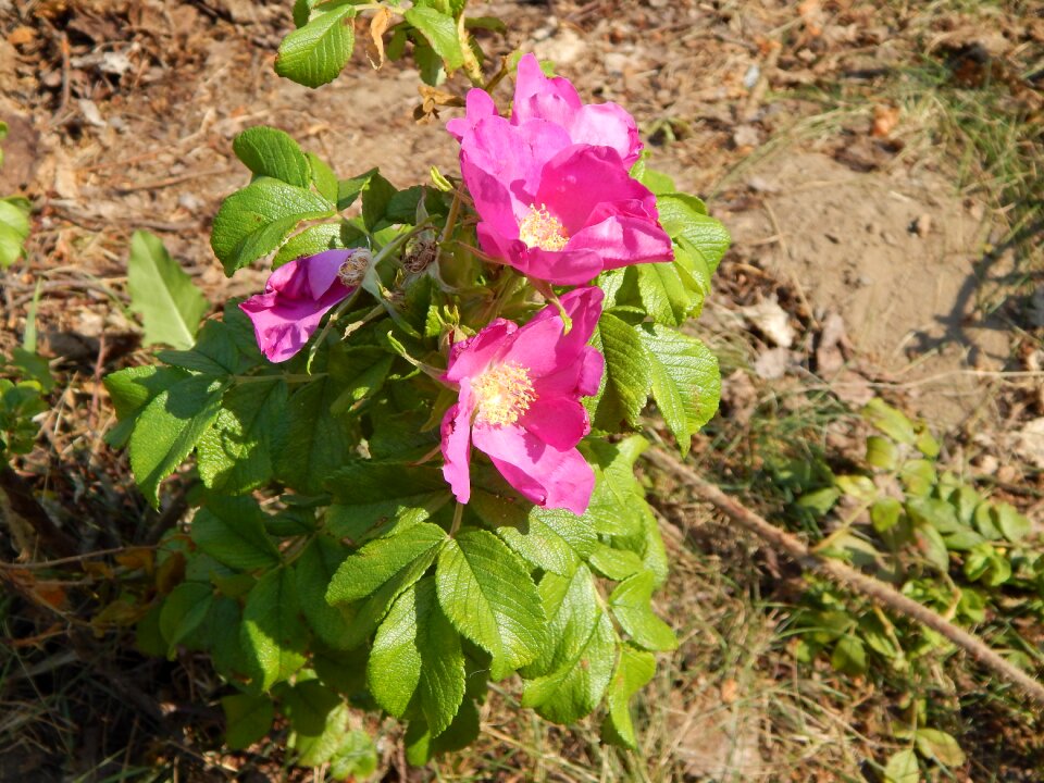 Petunias flowers plants