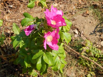 Petunias flowers plants