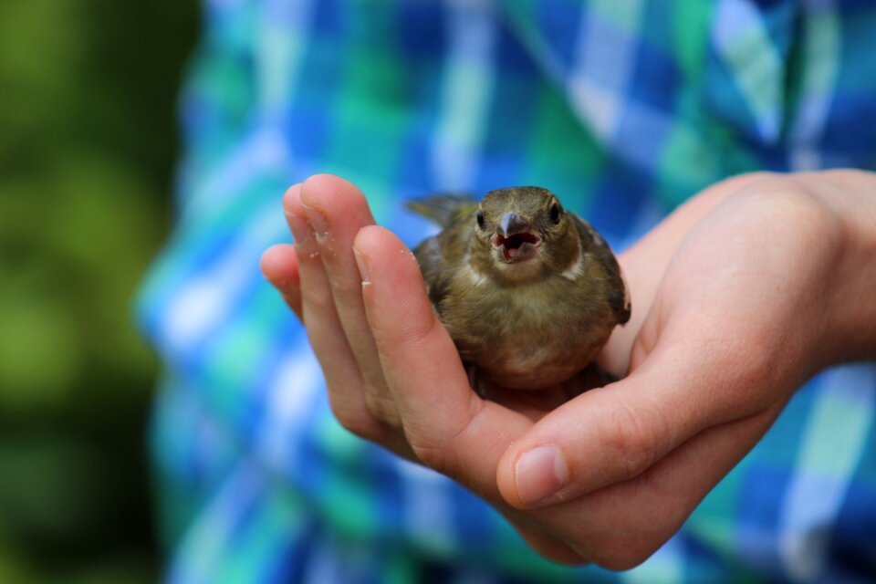 Sparrow bird animals