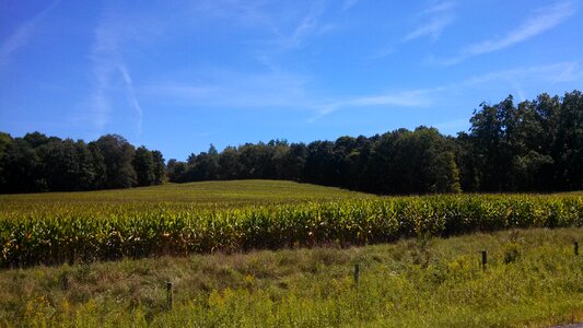 Cornfield landscape