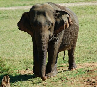 Animal mammal young photo