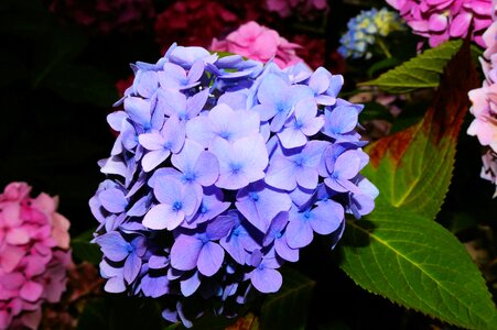 Blue huge beautiful