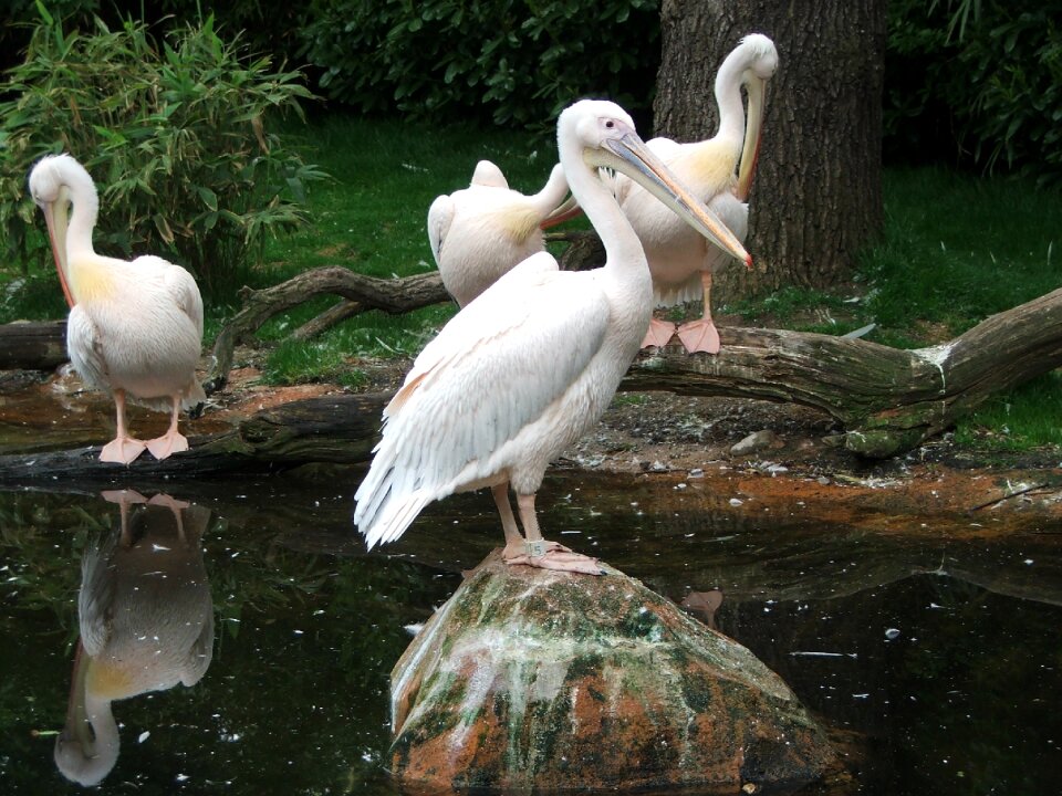 Water bird zoo animal