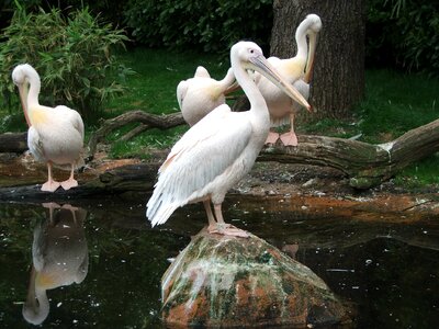 Water bird zoo animal