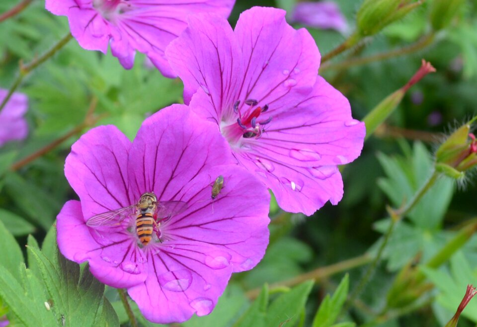 Lilac nature wildlife