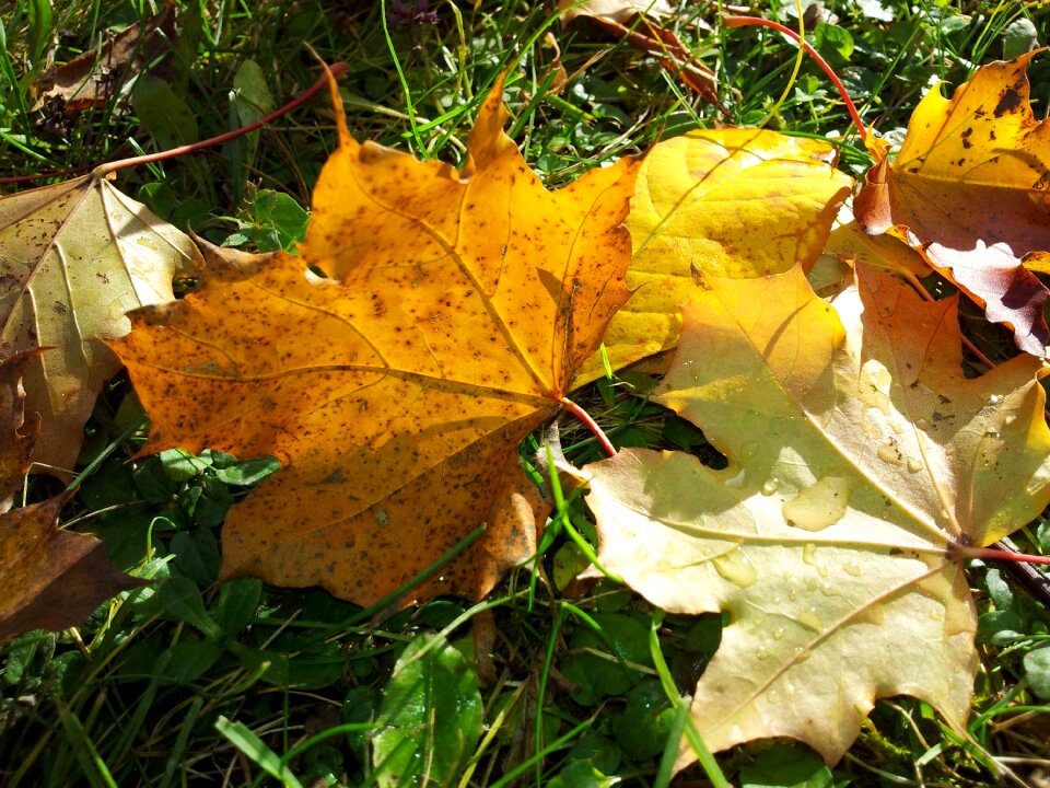 Fall leaves fall foliage fall color