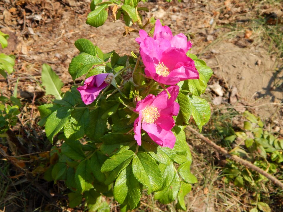 Petunia flowers plant
