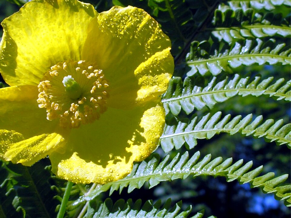 Summer plant nature