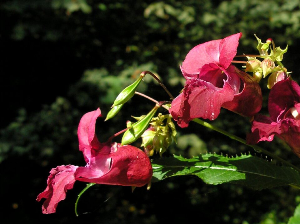 Violet popping up capsules