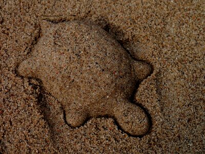 Sand animal play