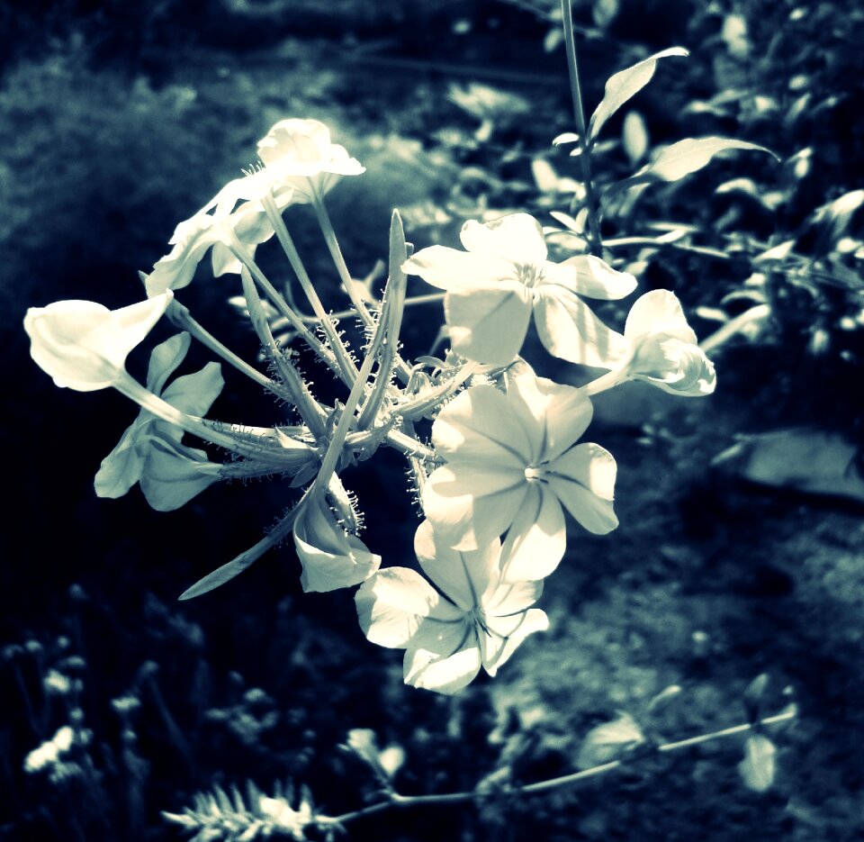 Nature flowers flora