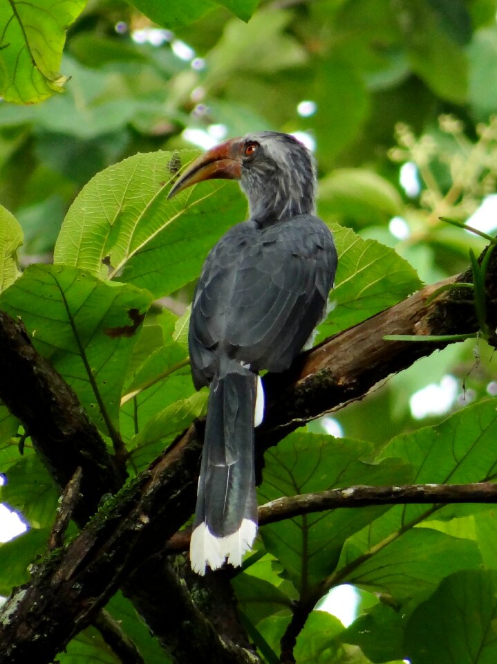 Endemic western ghats hornbill reserve