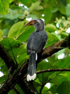 Endemic western ghats hornbill reserve