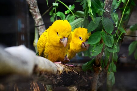 Pair birds yellow