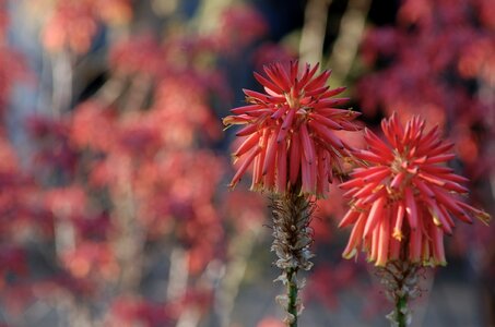Flora pink exotic