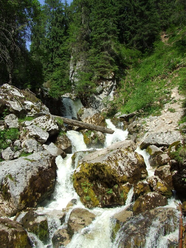 Forest nature transylvania