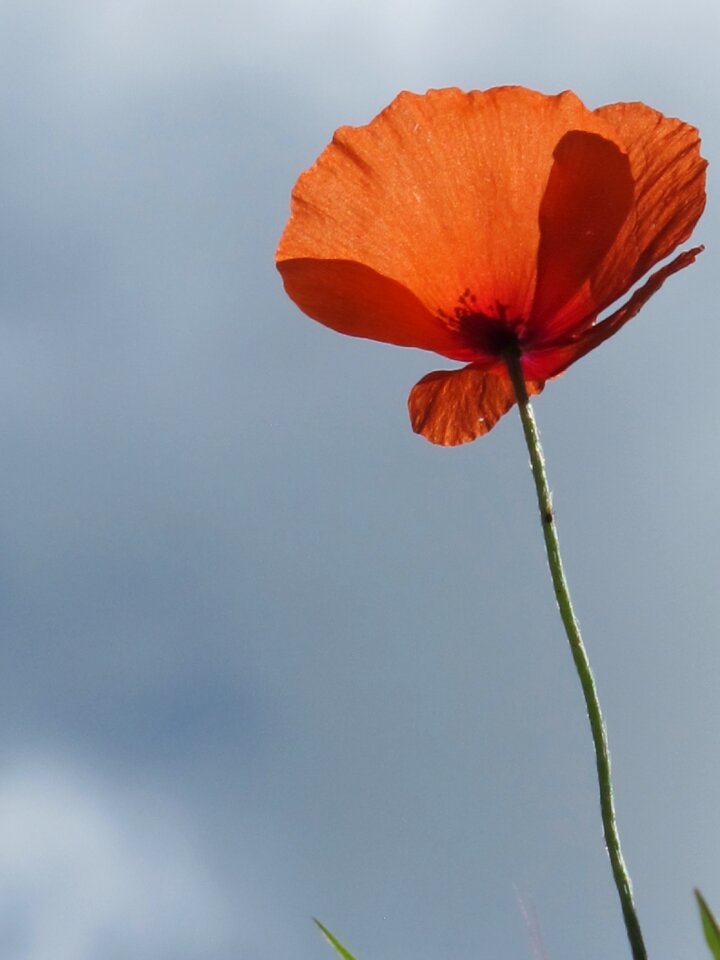 Red nature floral