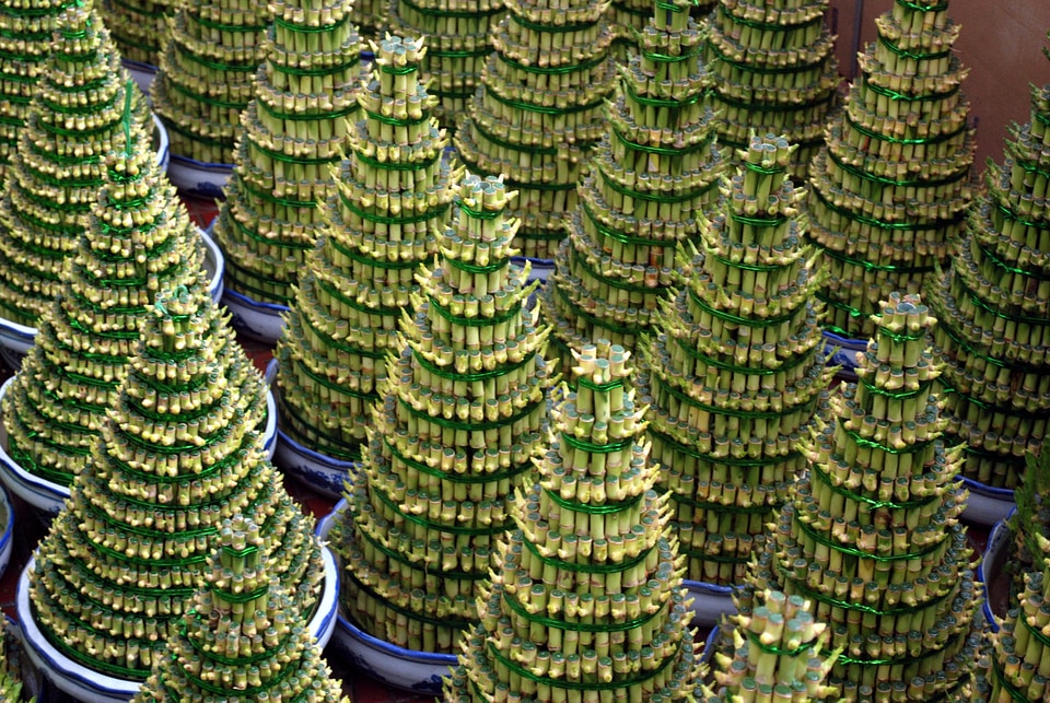 Tree decoration feng