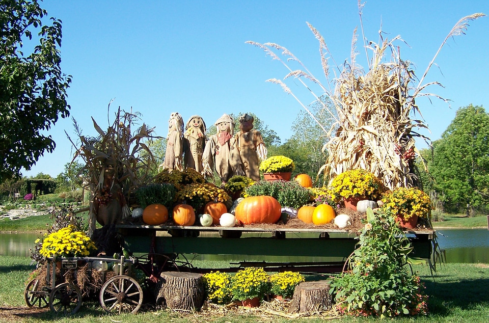 Scarecrows pumpkins cornstalks