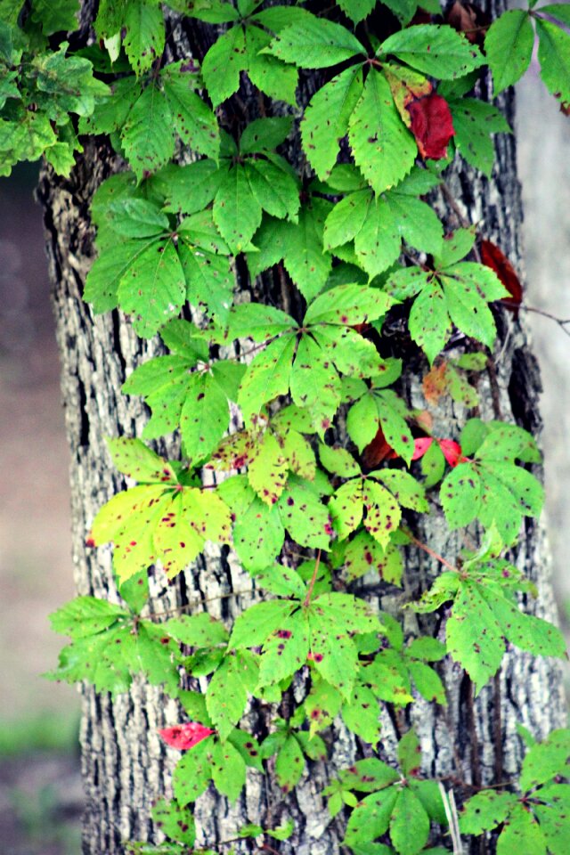 Summer green leaf