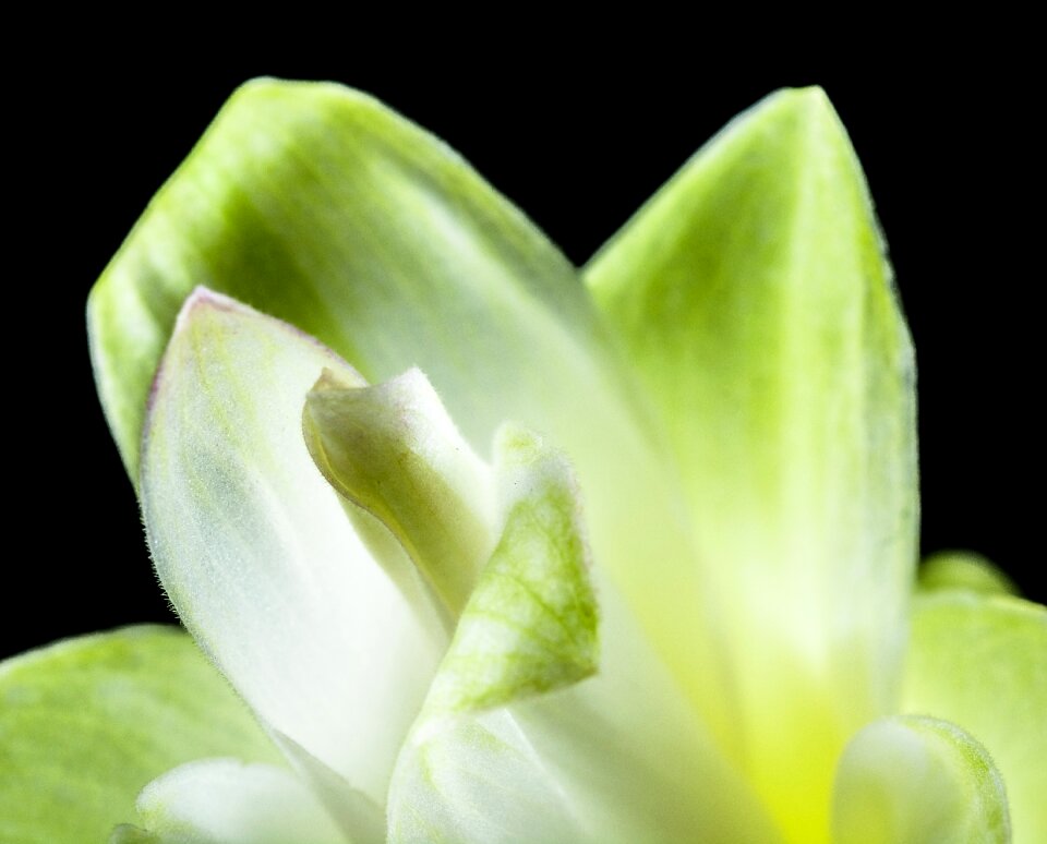 White green close up photo