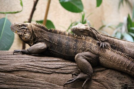 Lizard animal nature