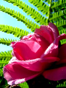 Plant flowers garden