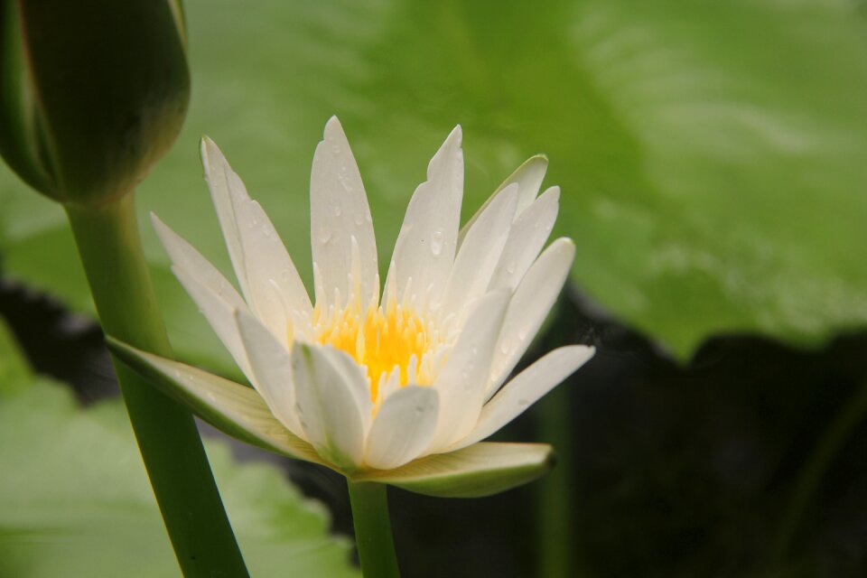 Green leaf lotus leaf close-up