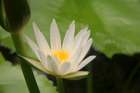 Green leaf lotus leaf close-up photo