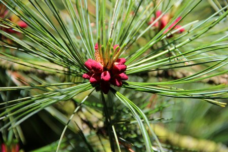 Forest green needles