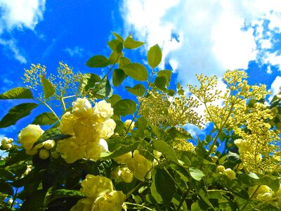 Blue sky summer nature photo