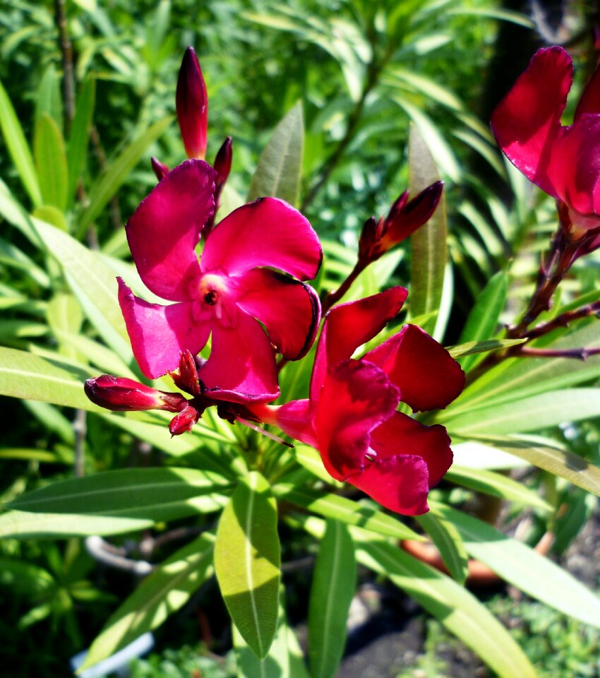 Toxic blossom bloom
