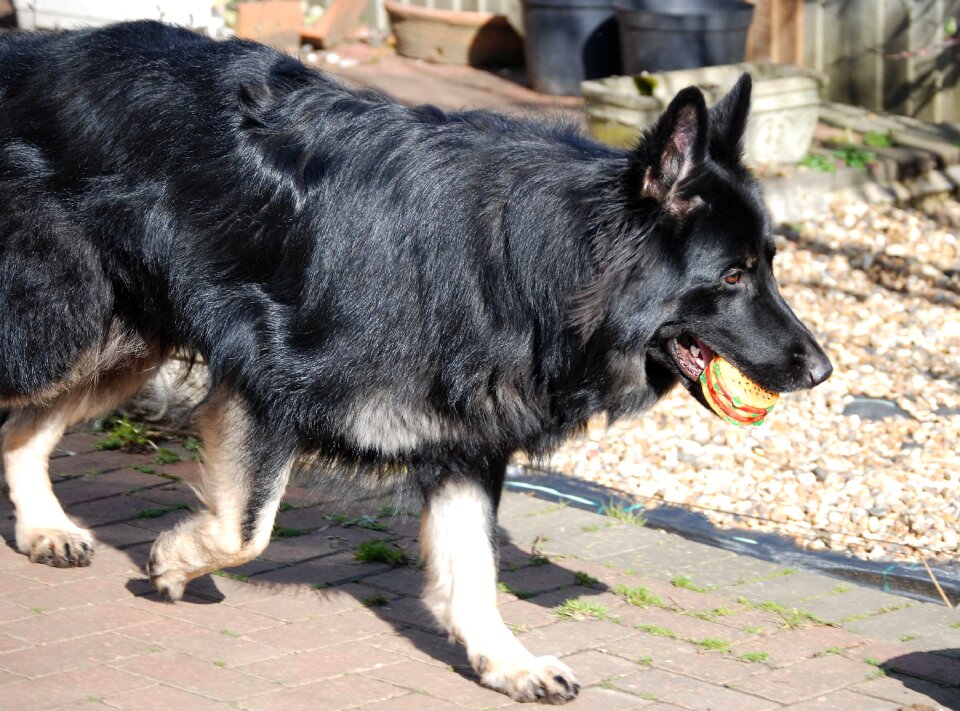 Alsatian pet purebred