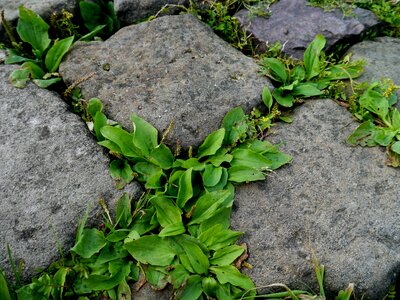 Away overgrown middle ages photo