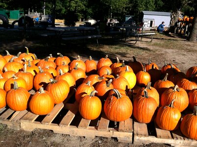 Halloween orange season photo