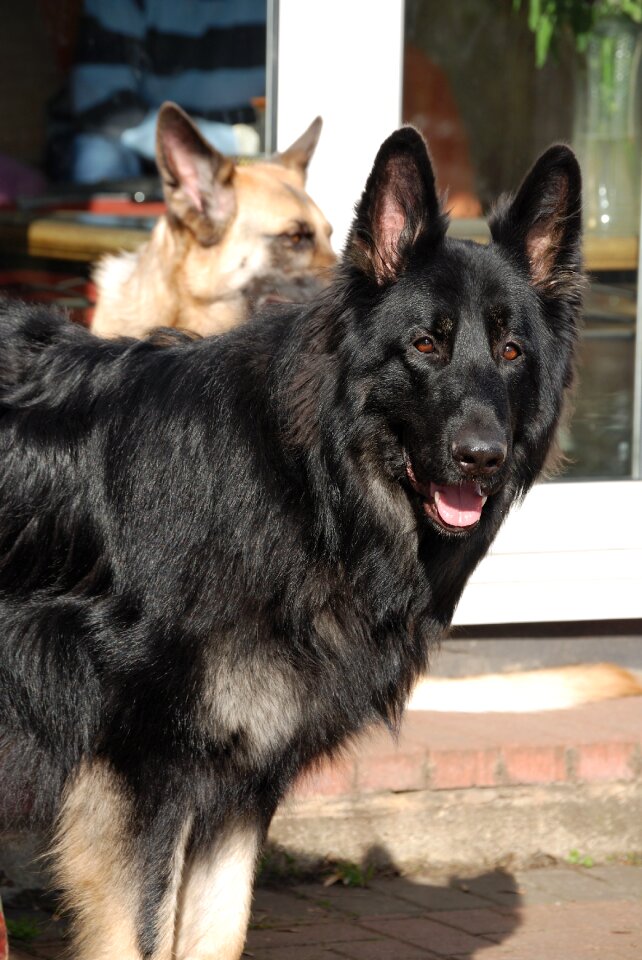 Alsatian pet purebred