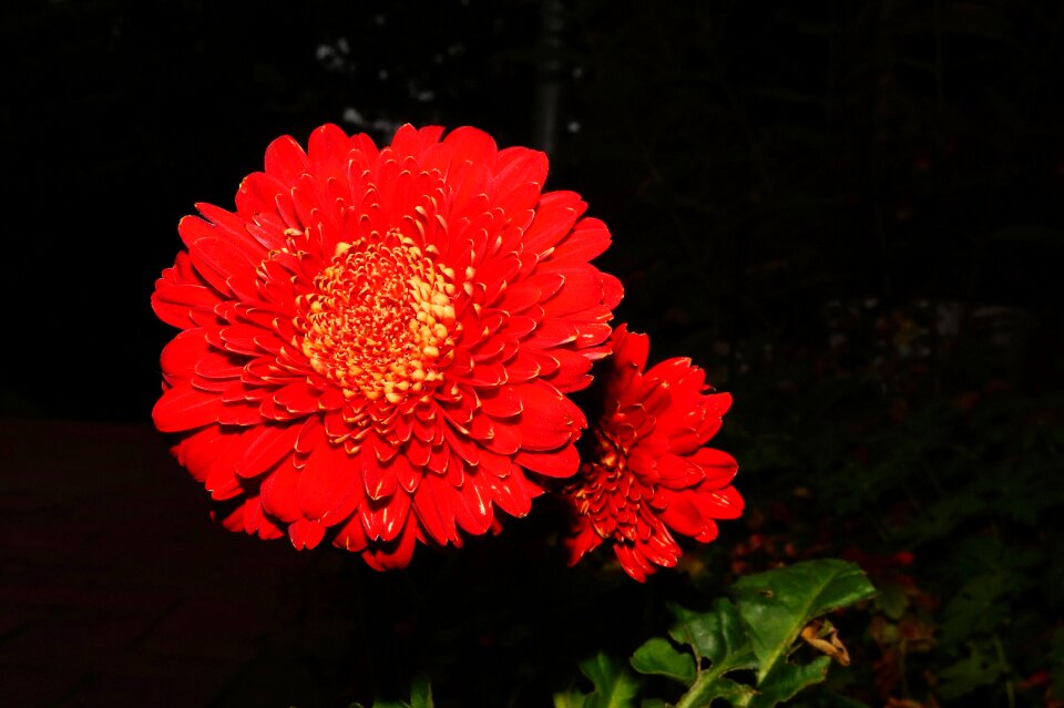 Red close up beautiful