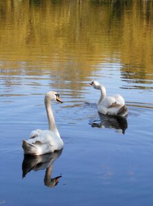 Love spring tenderness photo