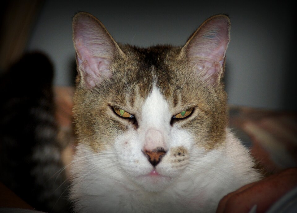 Domestic feline pet